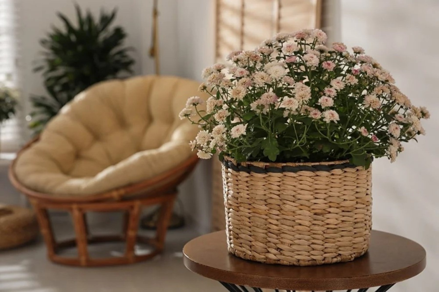 How To Care For Mums Indoors