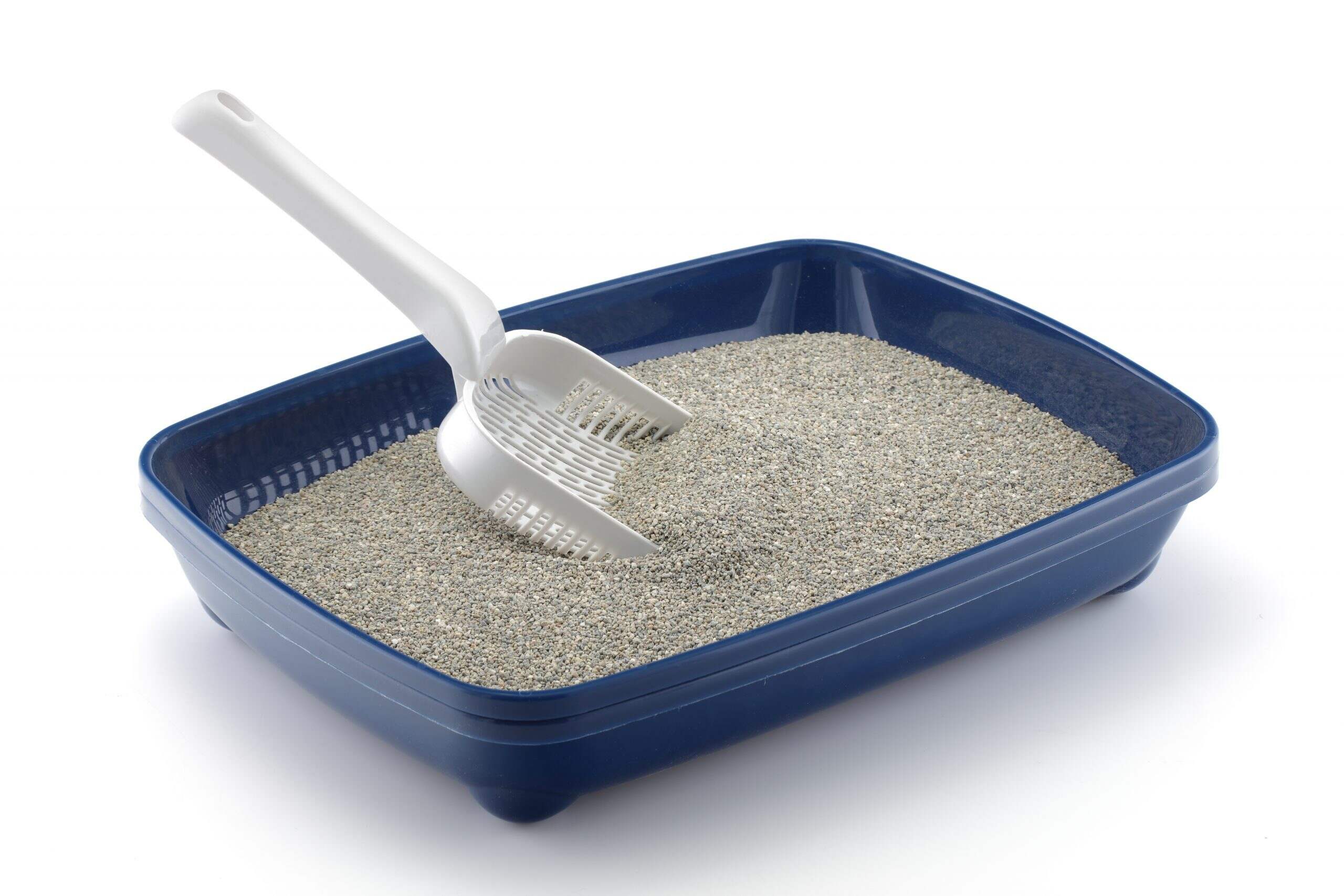 How To Clean A Kitty Litter Box