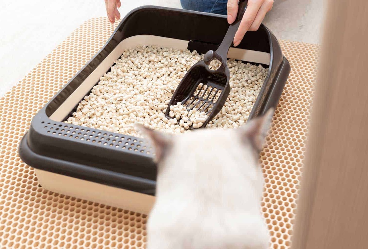 How To Clean A Litter Box With Pellets