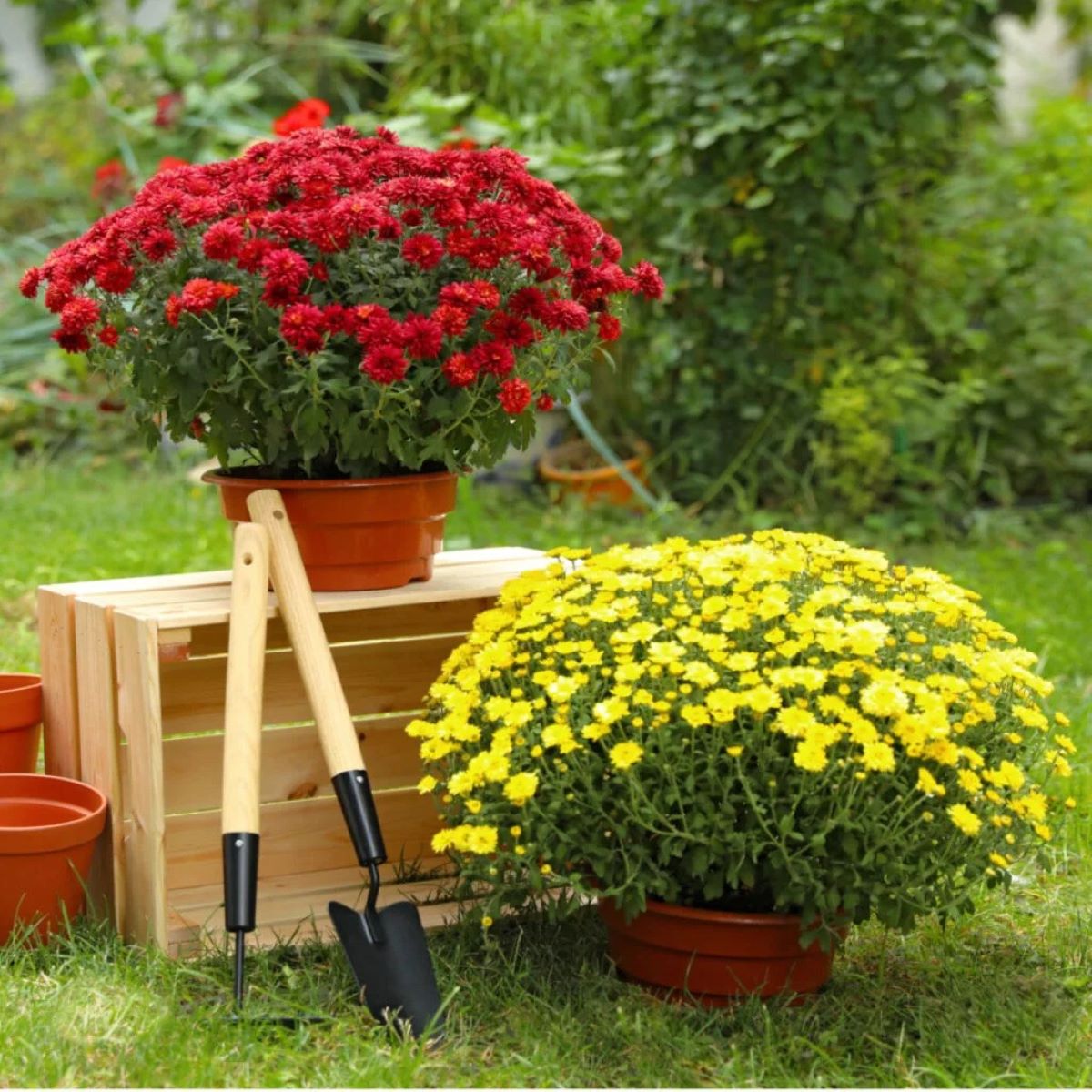 How To Cut Back Mums In The Spring