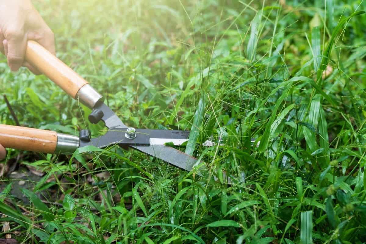 How Early To Cut Grass | Storables