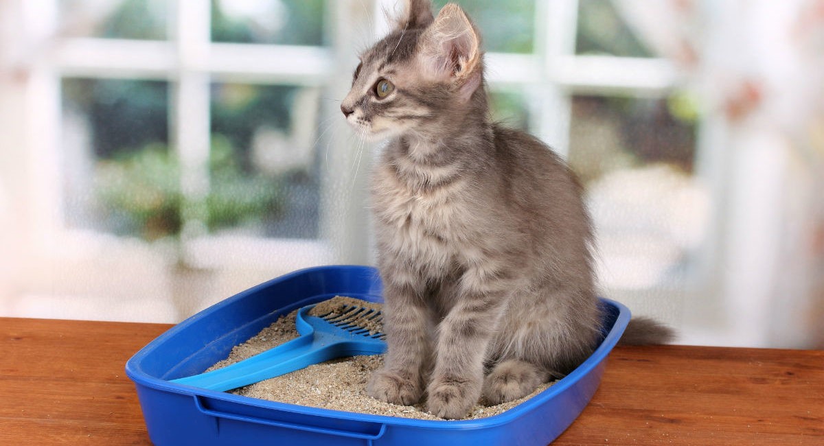 How To Discipline A Cat For Peeing Outside The Litter Box