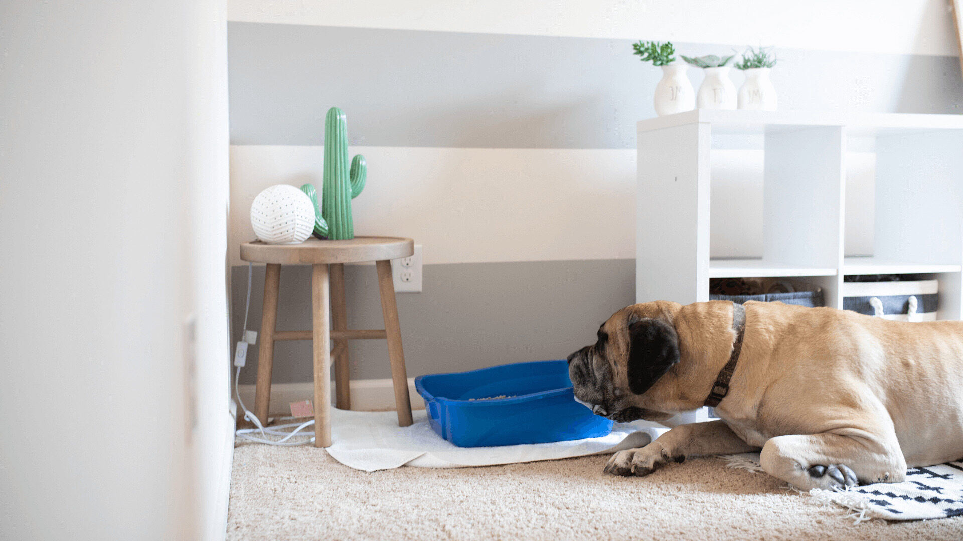 How To Dog-Proof A Litter Box