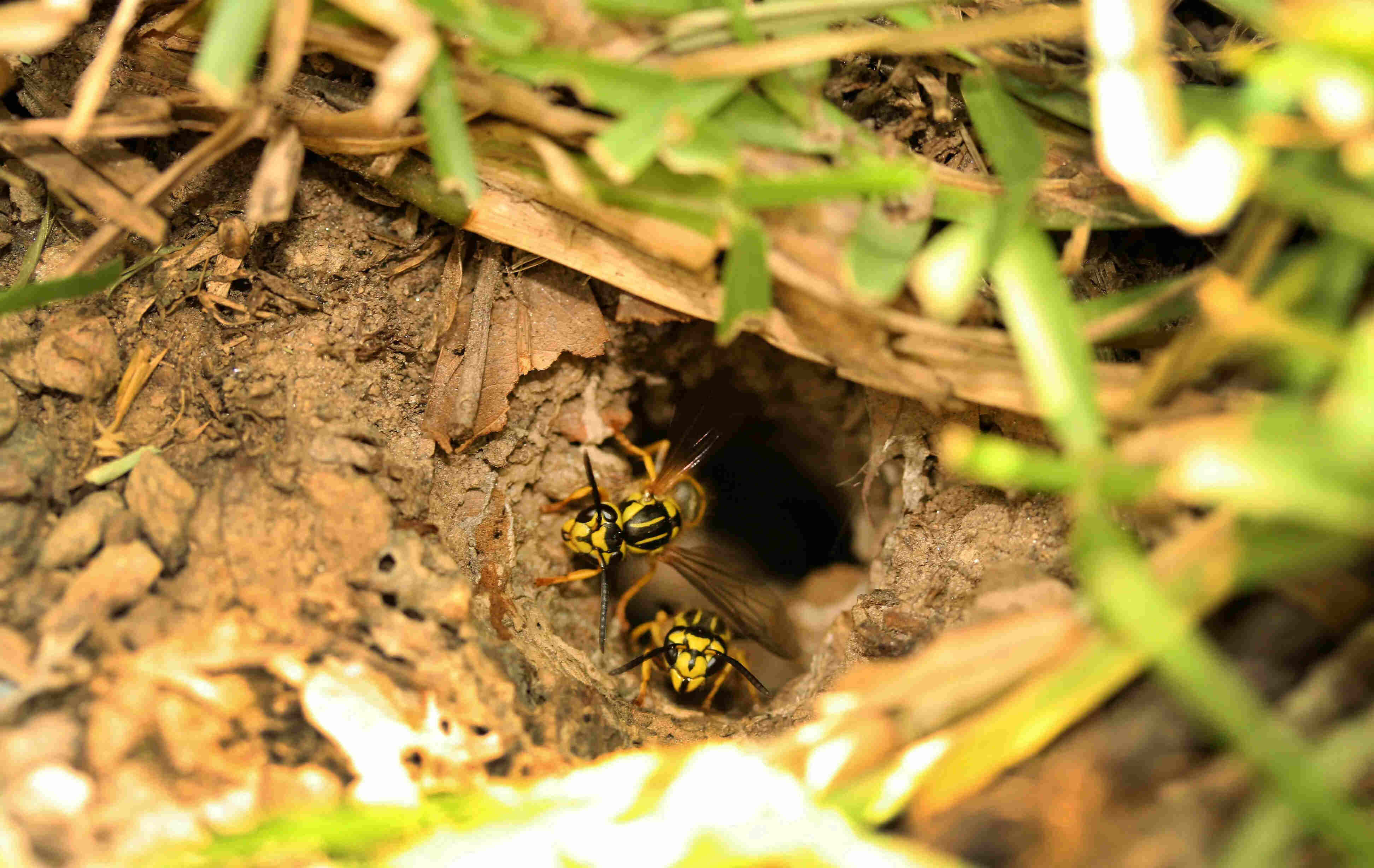 How To Eliminate Yellow Jackets In The Ground