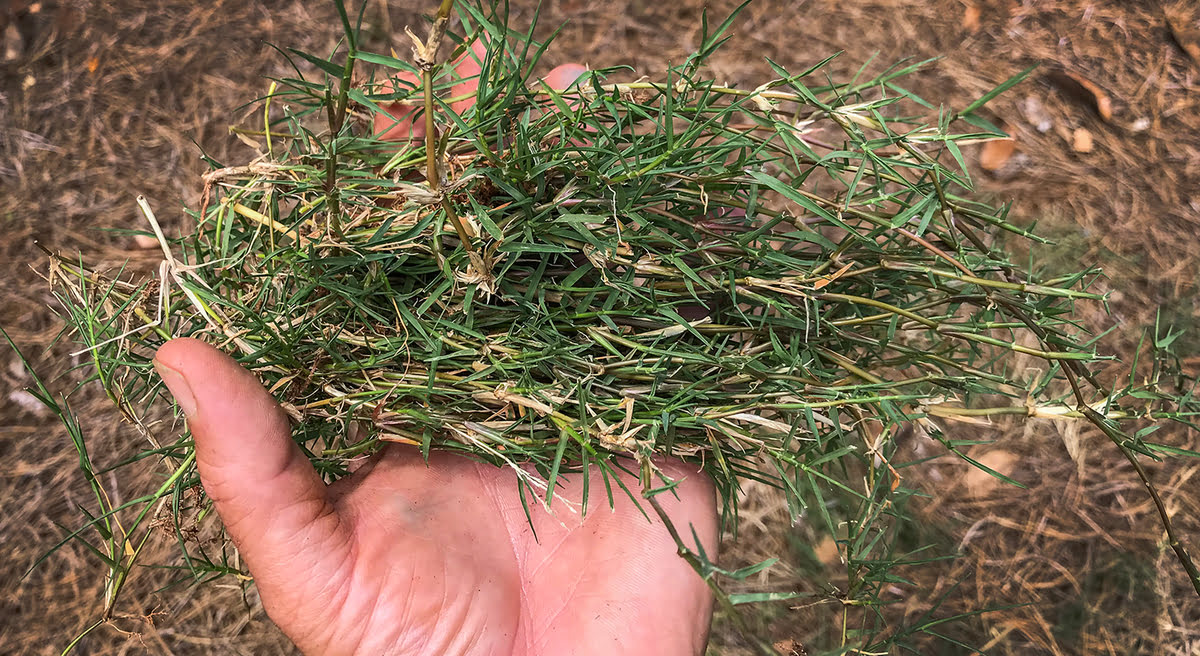 How To Fill In Bermuda Grass Bare Spots