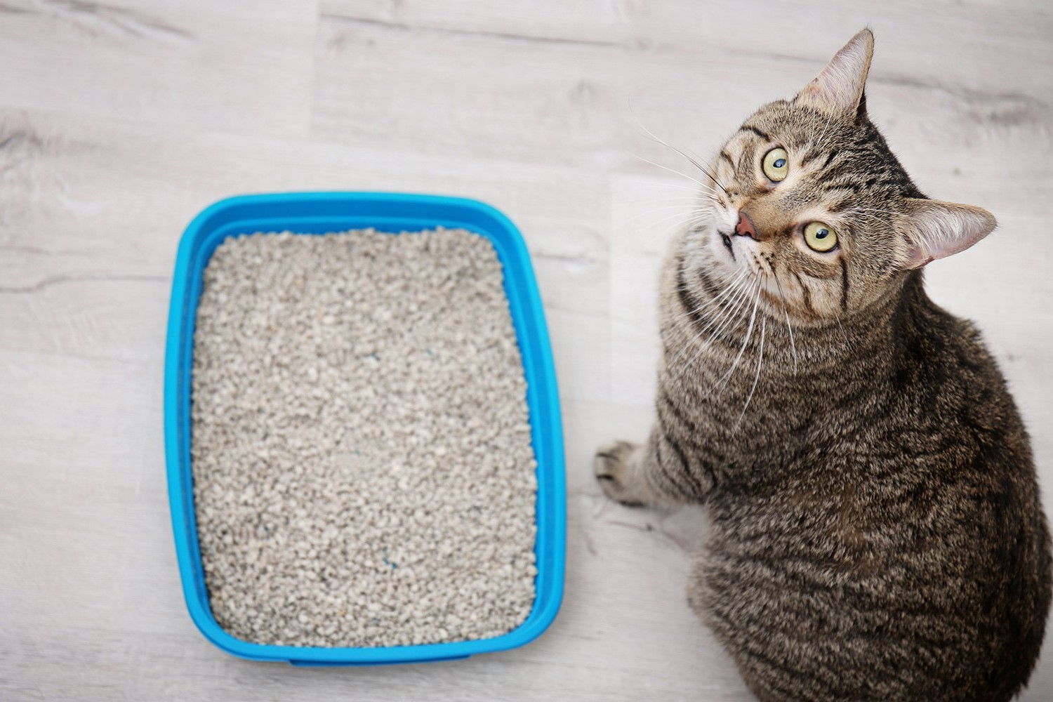 How To Fill The Litter Box
