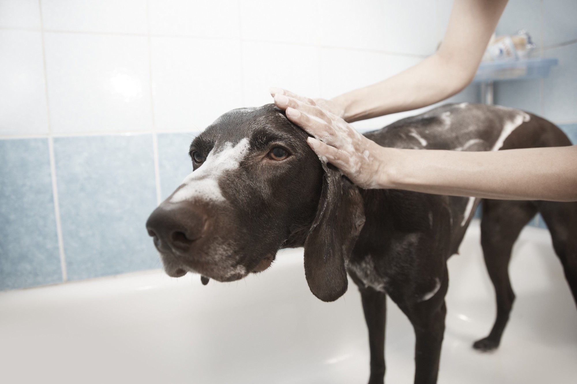 How To Get A Big Dog In The Bathtub