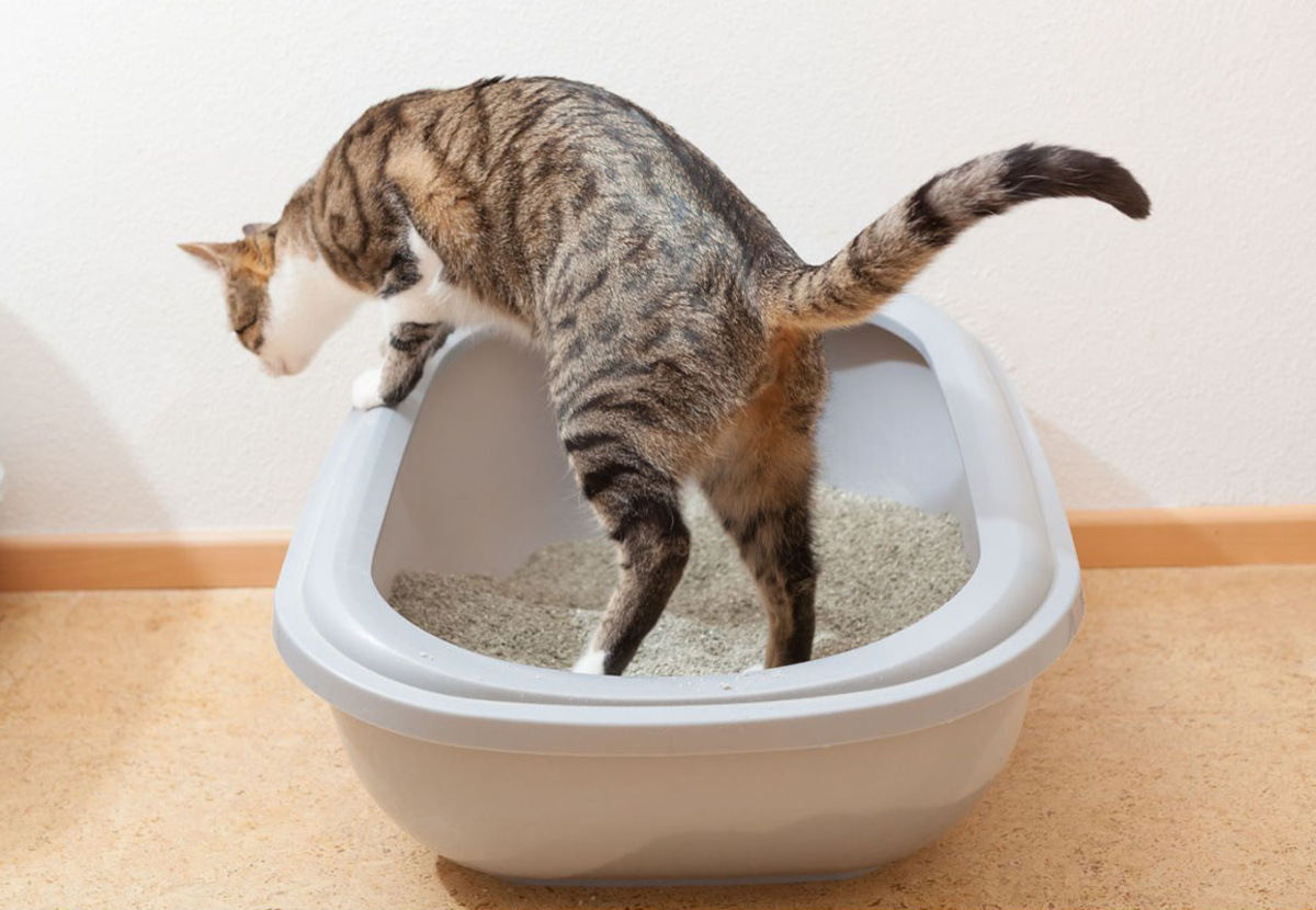 How To Get A Cat To Pee In The Litter Box