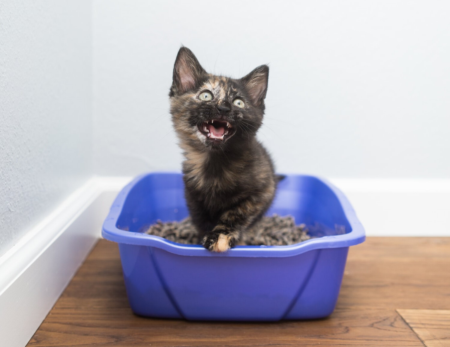 How To Get A Kitten To Poop In The Litter Box