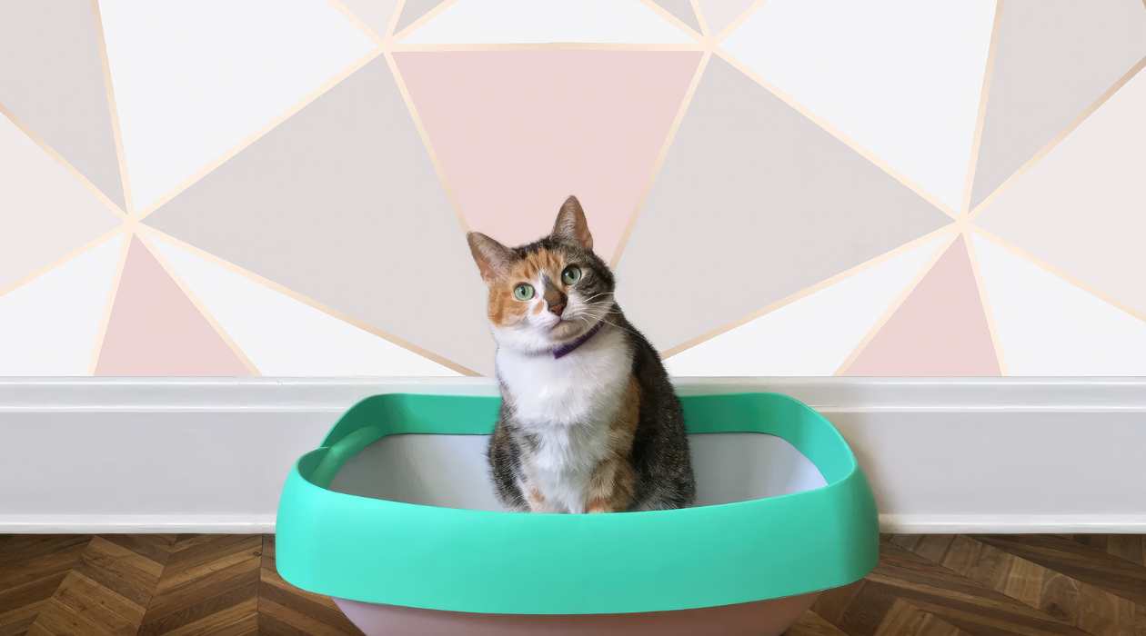 How To Get A New Cat To Use A Litter Box