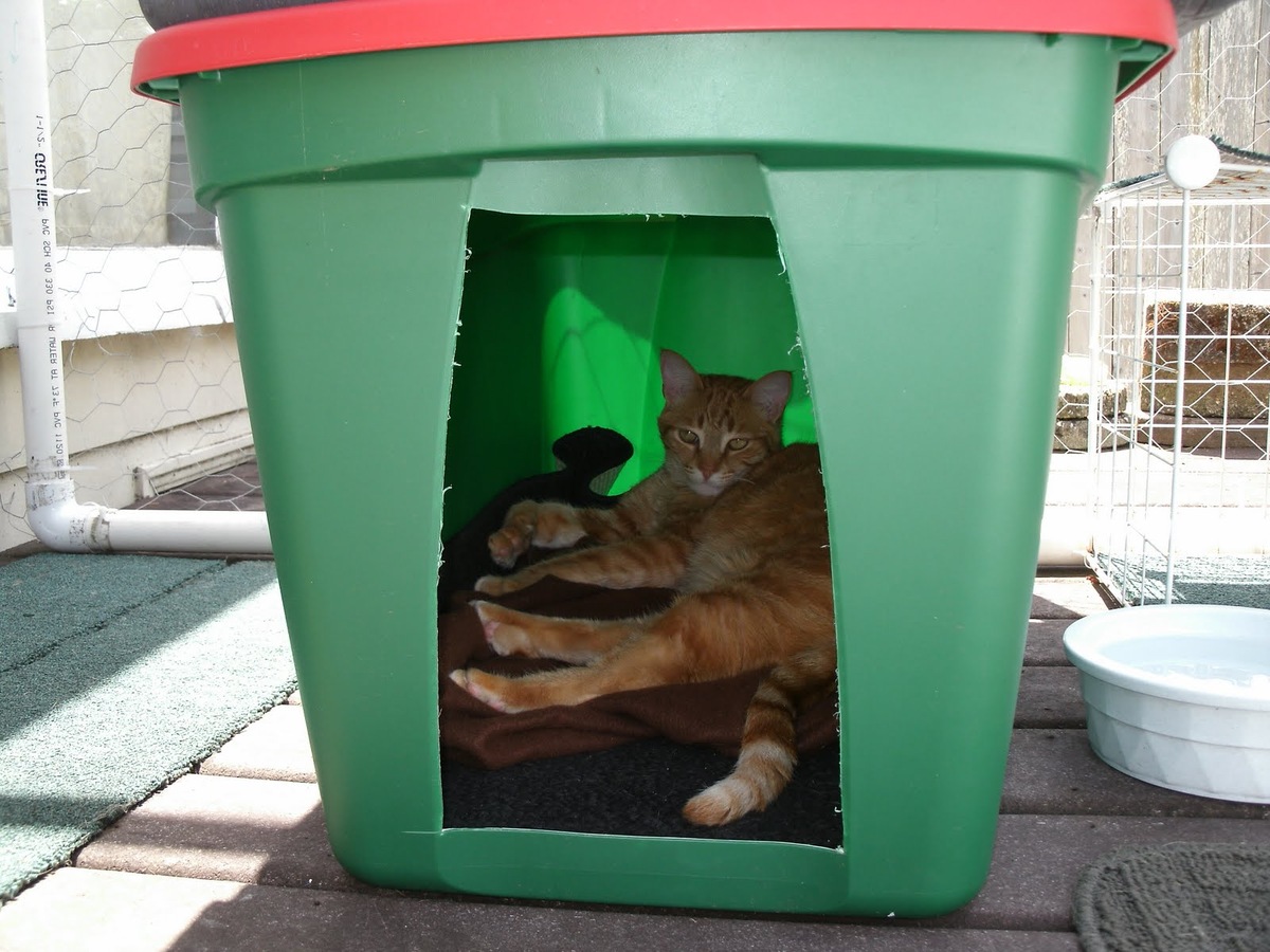 How To Get An Outdoor Cat To Use A Litter Box
