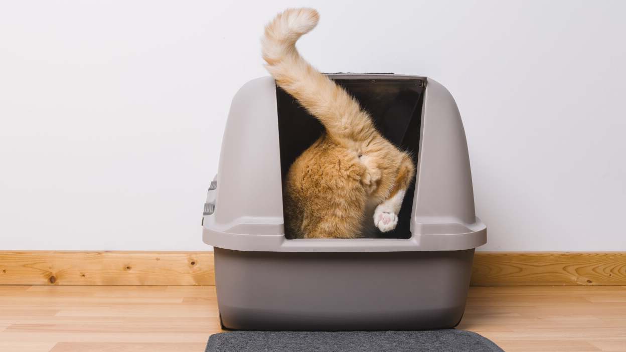 How To Get Cat To Use A Covered Litter Box
