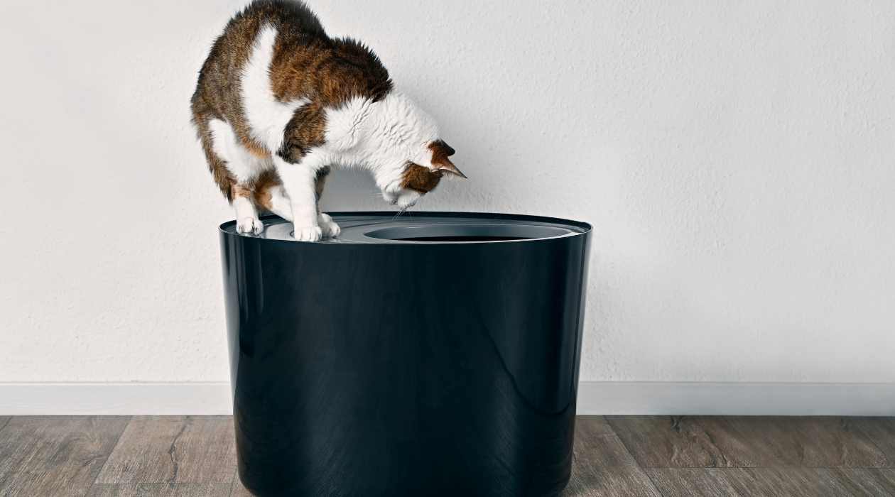 How To Get Cat To Use A Top Entry Litter Box