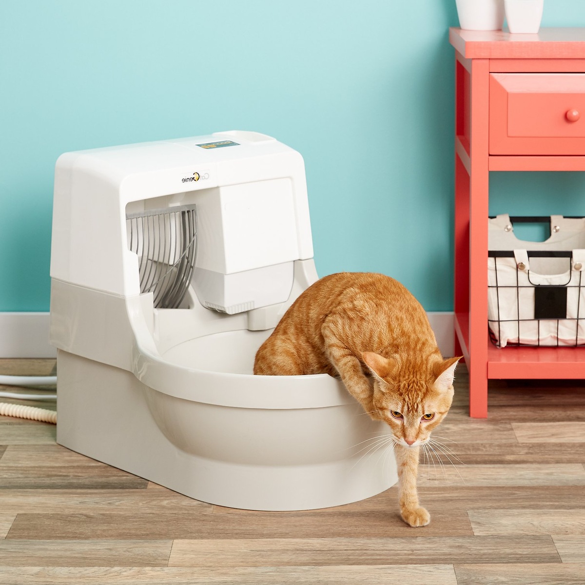 How To Get Cat To Use An Automatic Litter Box
