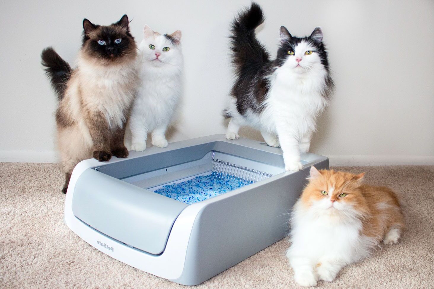 How To Get Cats To Share A Litter Box