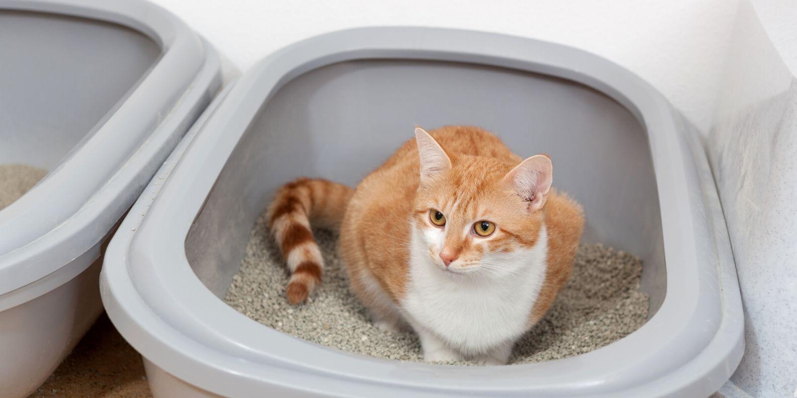 How To Get My Cat To Poop In The Litter Box