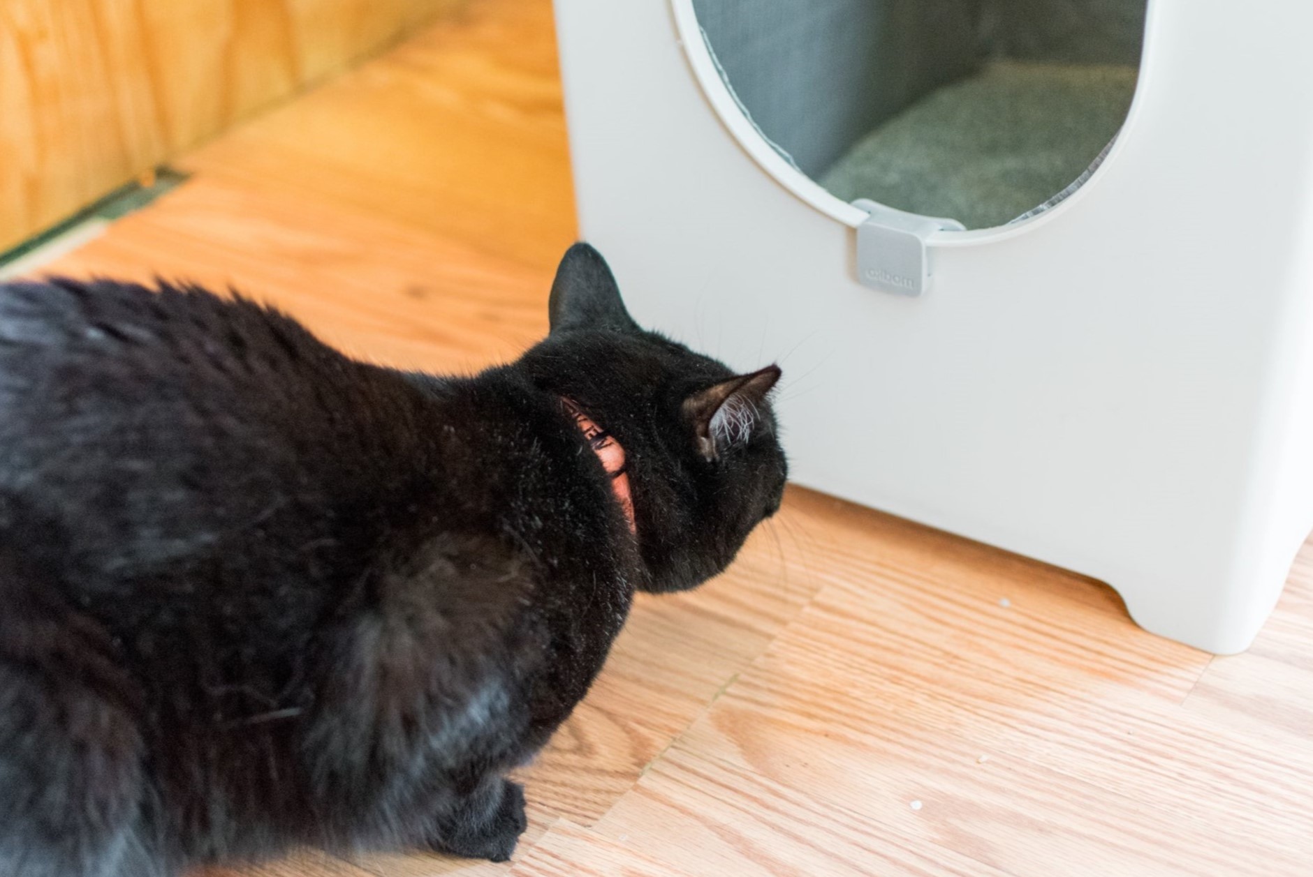 How To Get My Cat To Use A Litter Box