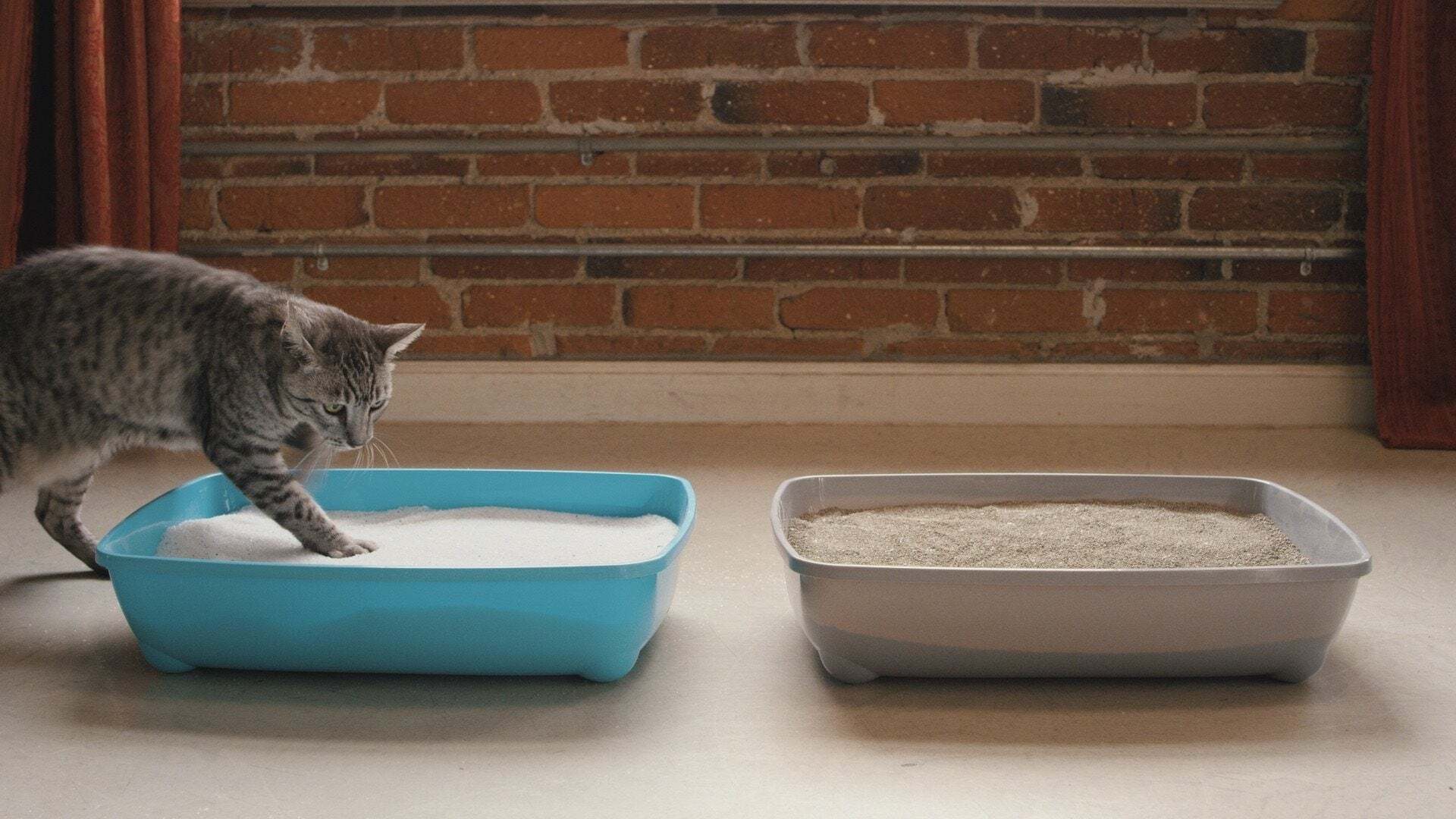 How To Get My Cat To Use The Litter Box Again