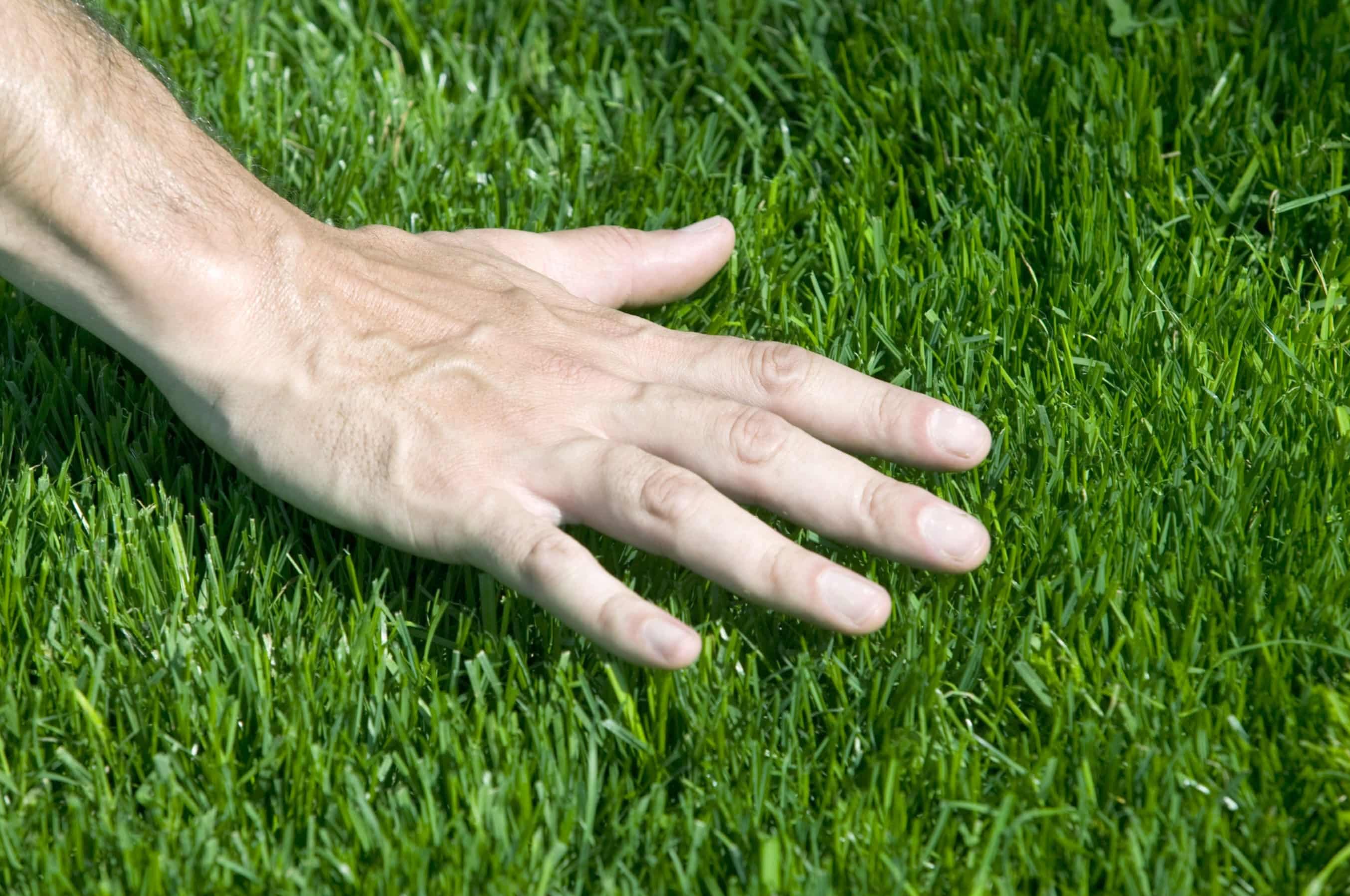 How To Get Rid Of Bermuda Grass Without Chemicals