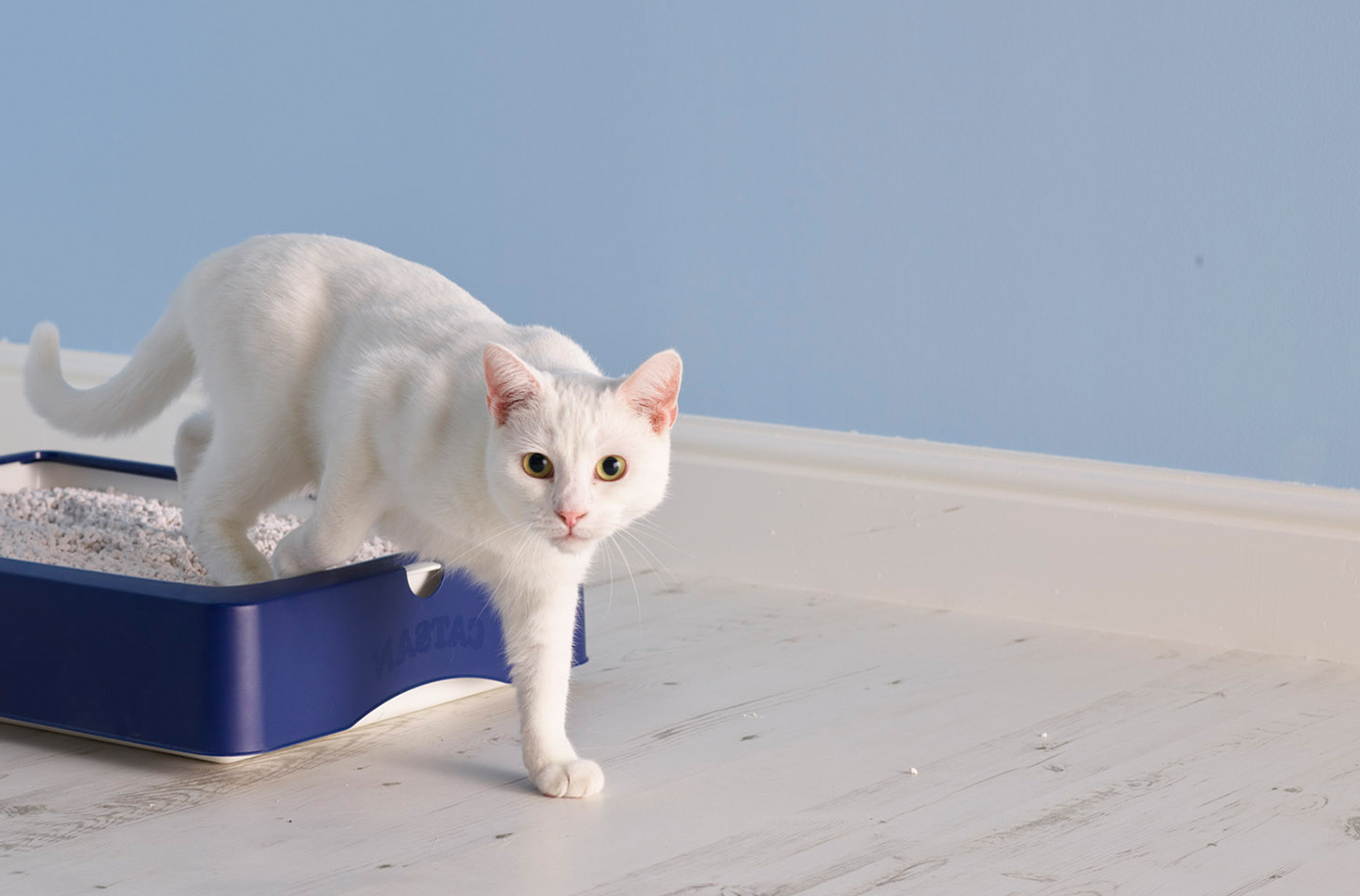 How To Get Rid Of Cat Pee Smell From The Litter Box