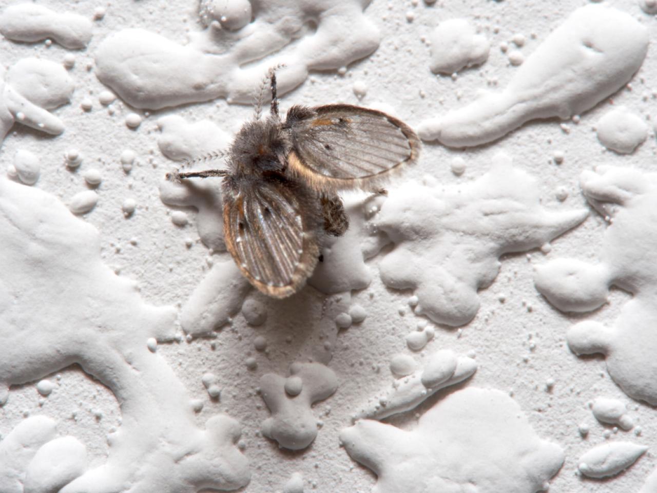 How To Get Rid Of Drain Flies In The Bathtub