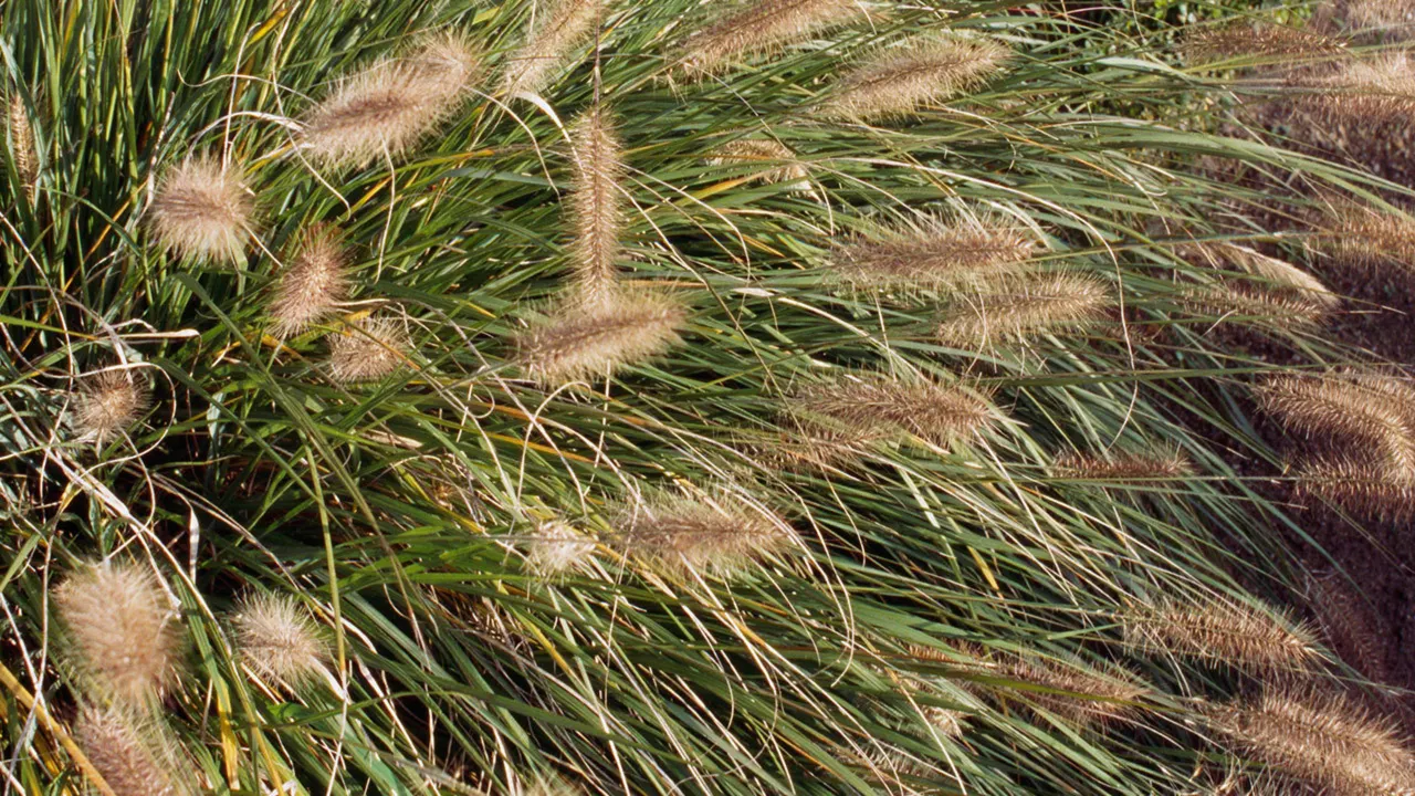 How To Get Rid Of Foxtail Grass