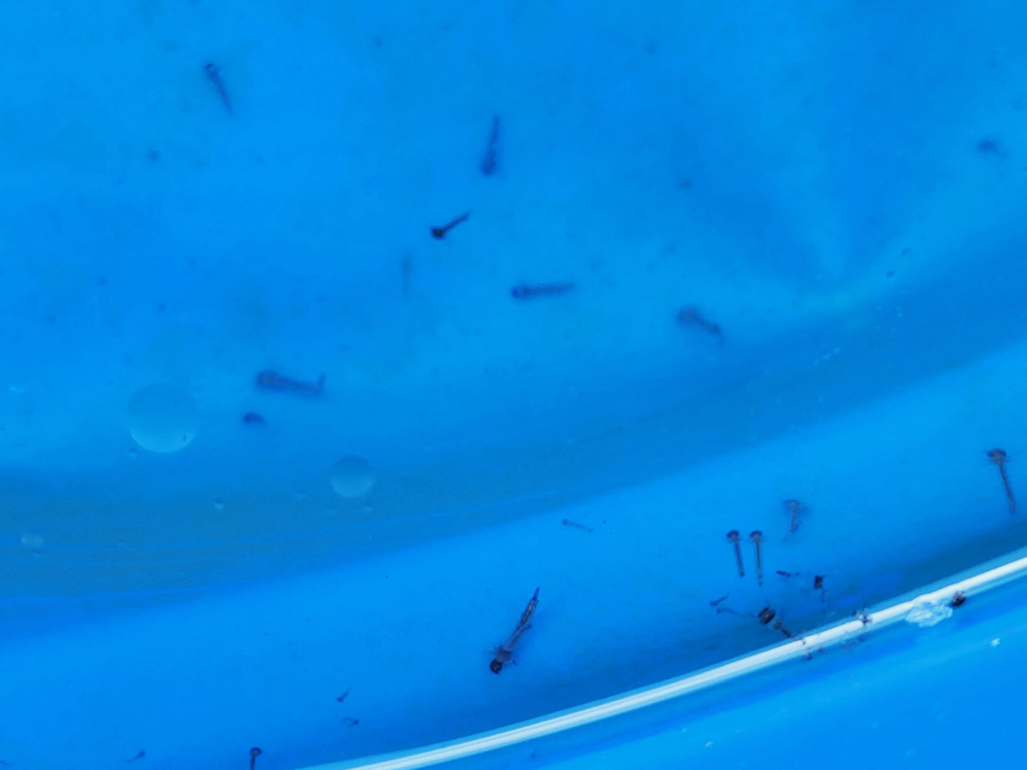How To Get Rid Of Mosquito Larvae In A Swimming Pool
