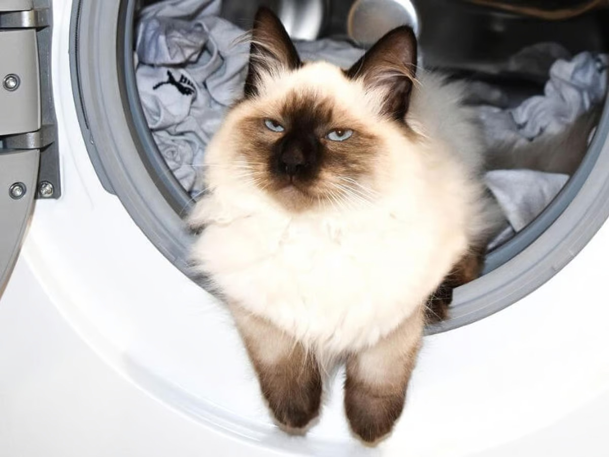 How To Get Rid Of Pet Hair In A Washing Machine