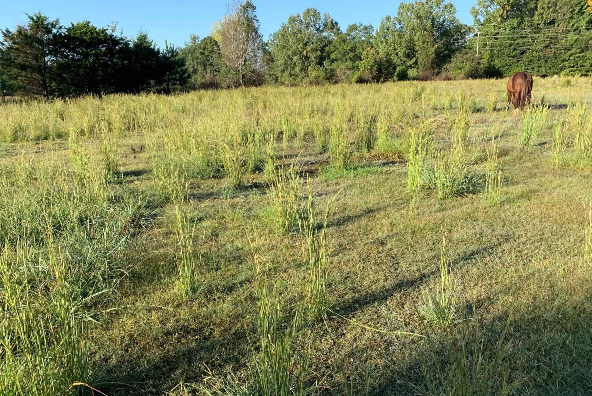 How To Get Rid Of Sage Grass | Storables