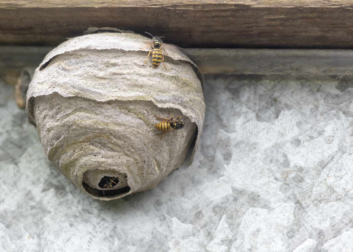 How To Get Rid Of Wasps In Eaves