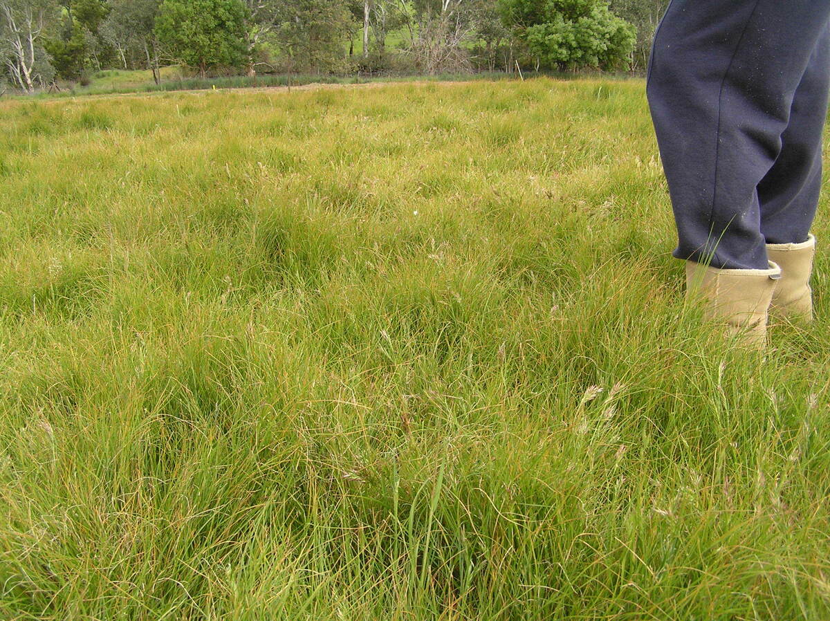How To Get Rid Of Wild Grass