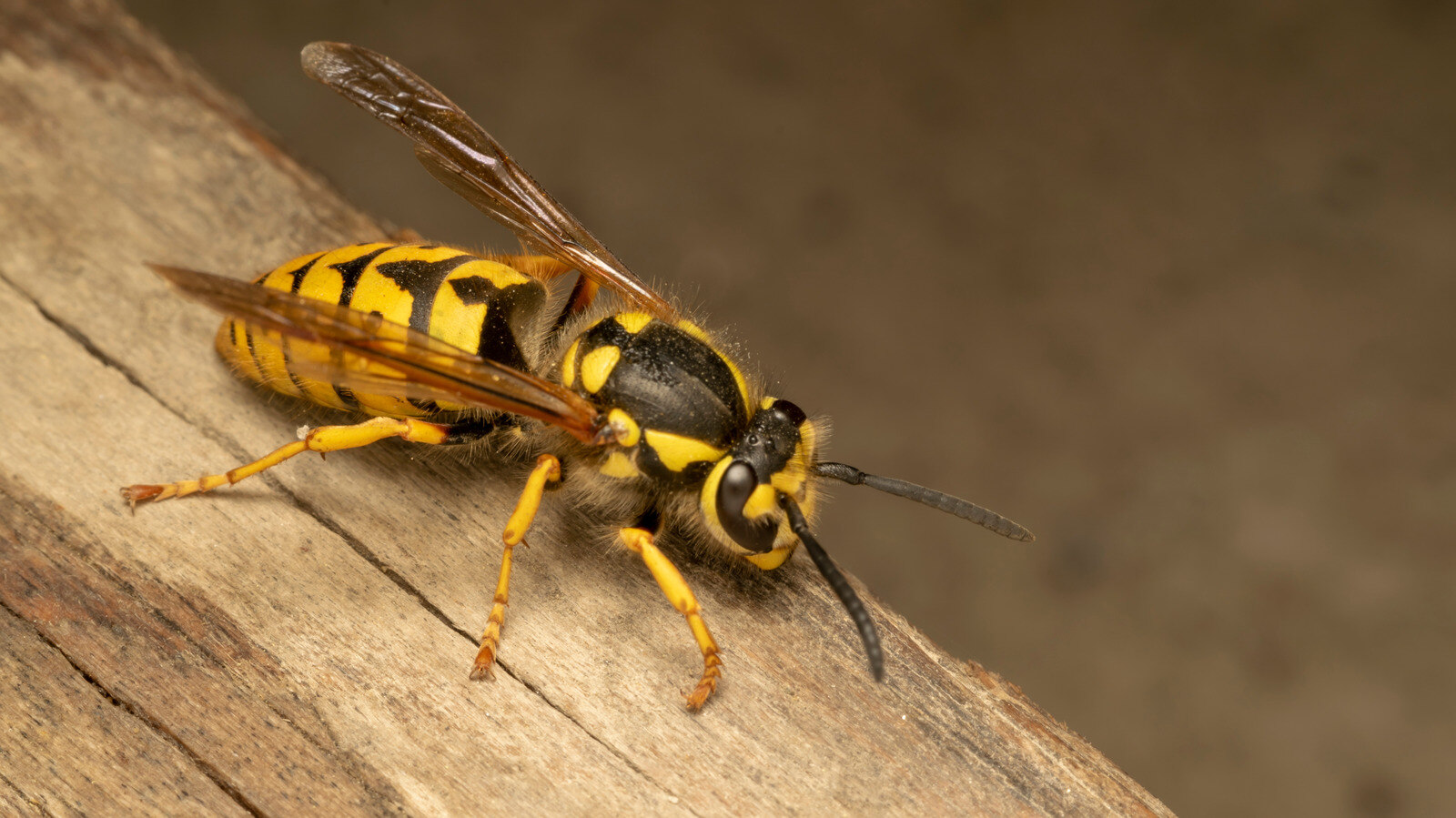 How To Get Rid Of Yellow Jackets In House Siding