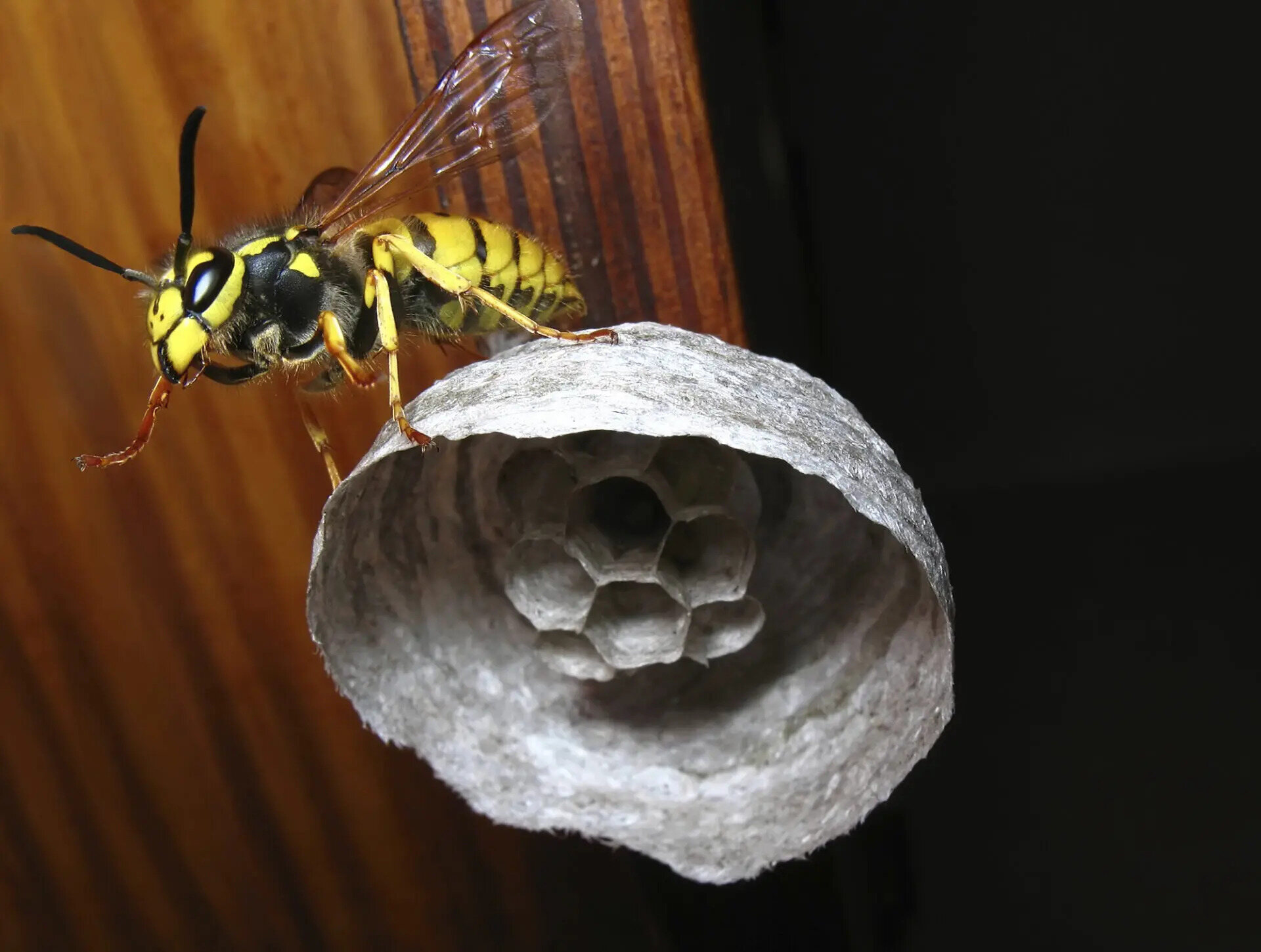 How To Get Rid Of Yellow Jackets In Wall