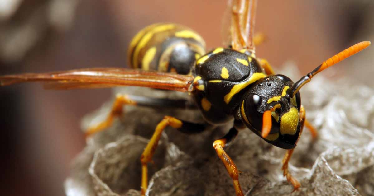 How To Get Rid Of Yellow Jackets With Gasoline