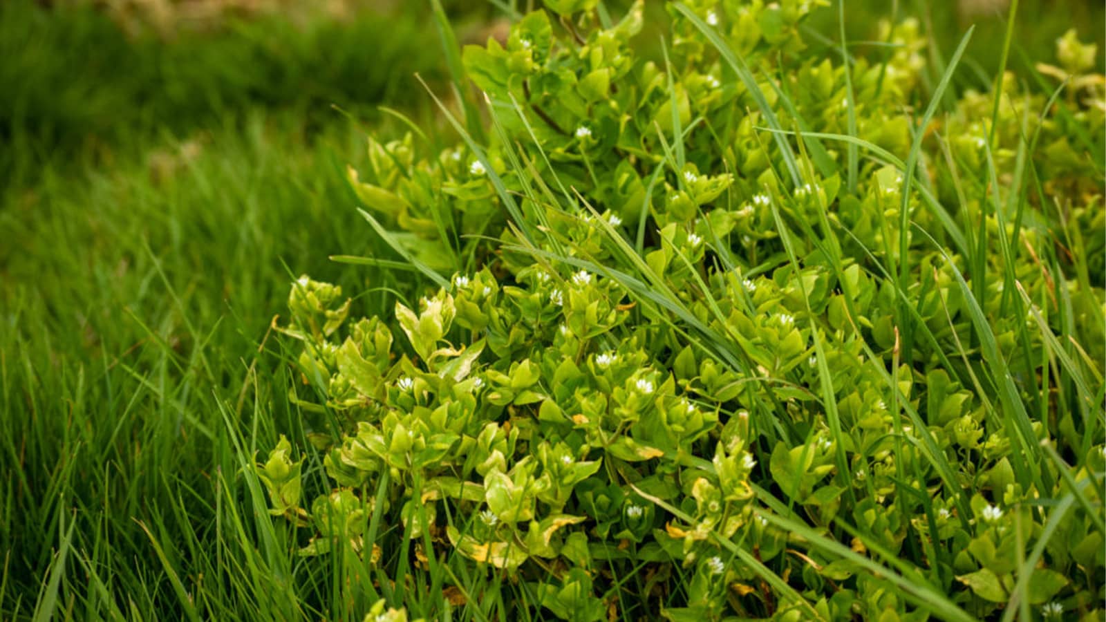 How To Get Weeds Out Of Zoysia Grass