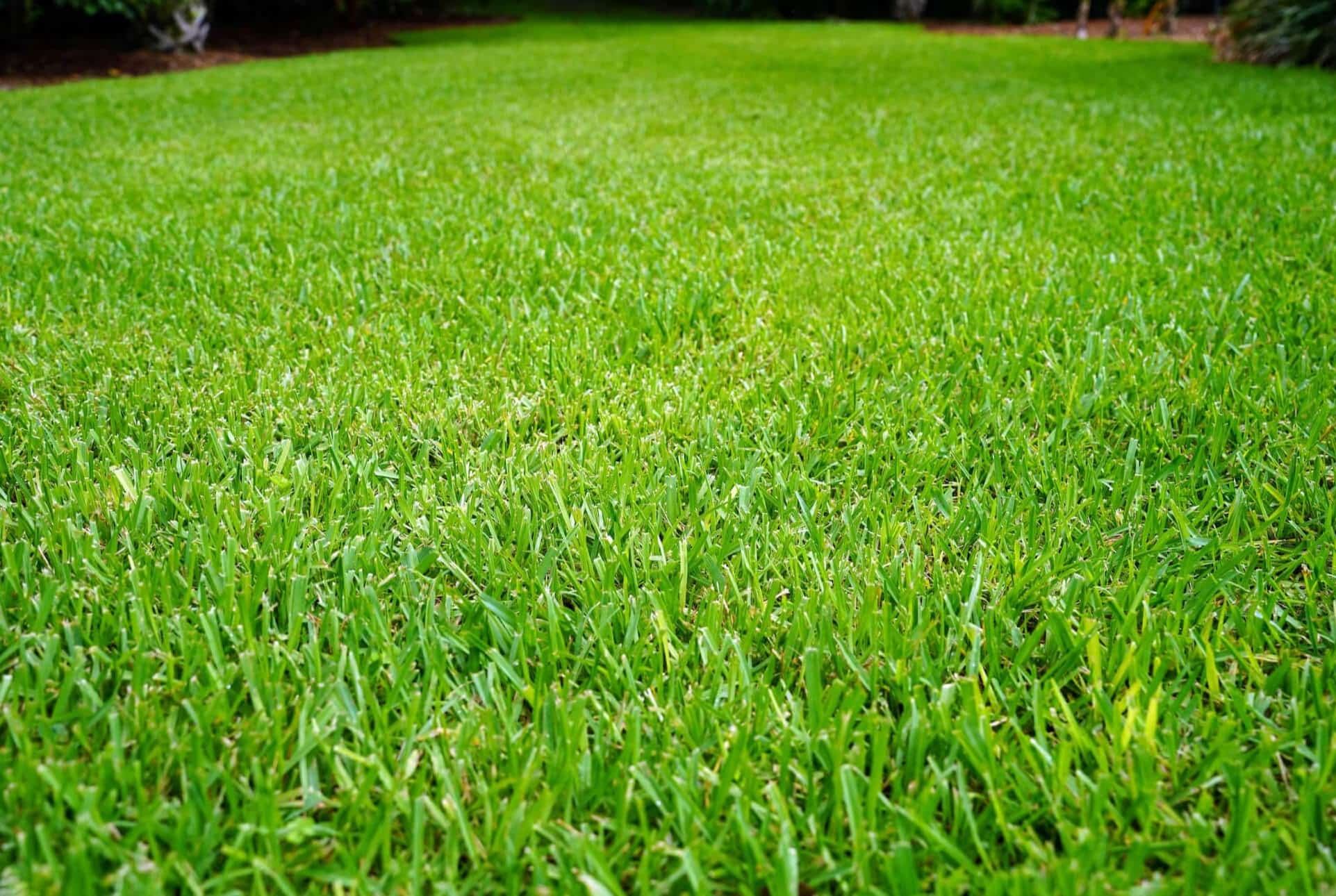 How To Grow St Augustine Grass