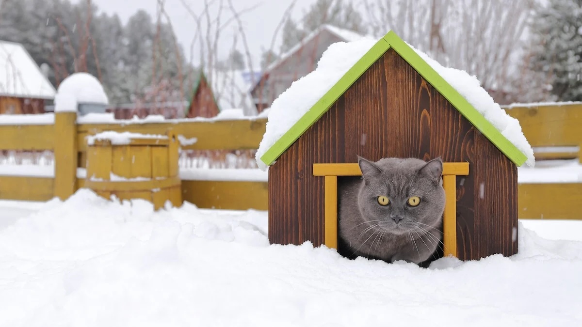 How To Heat An Outdoor Cat House
