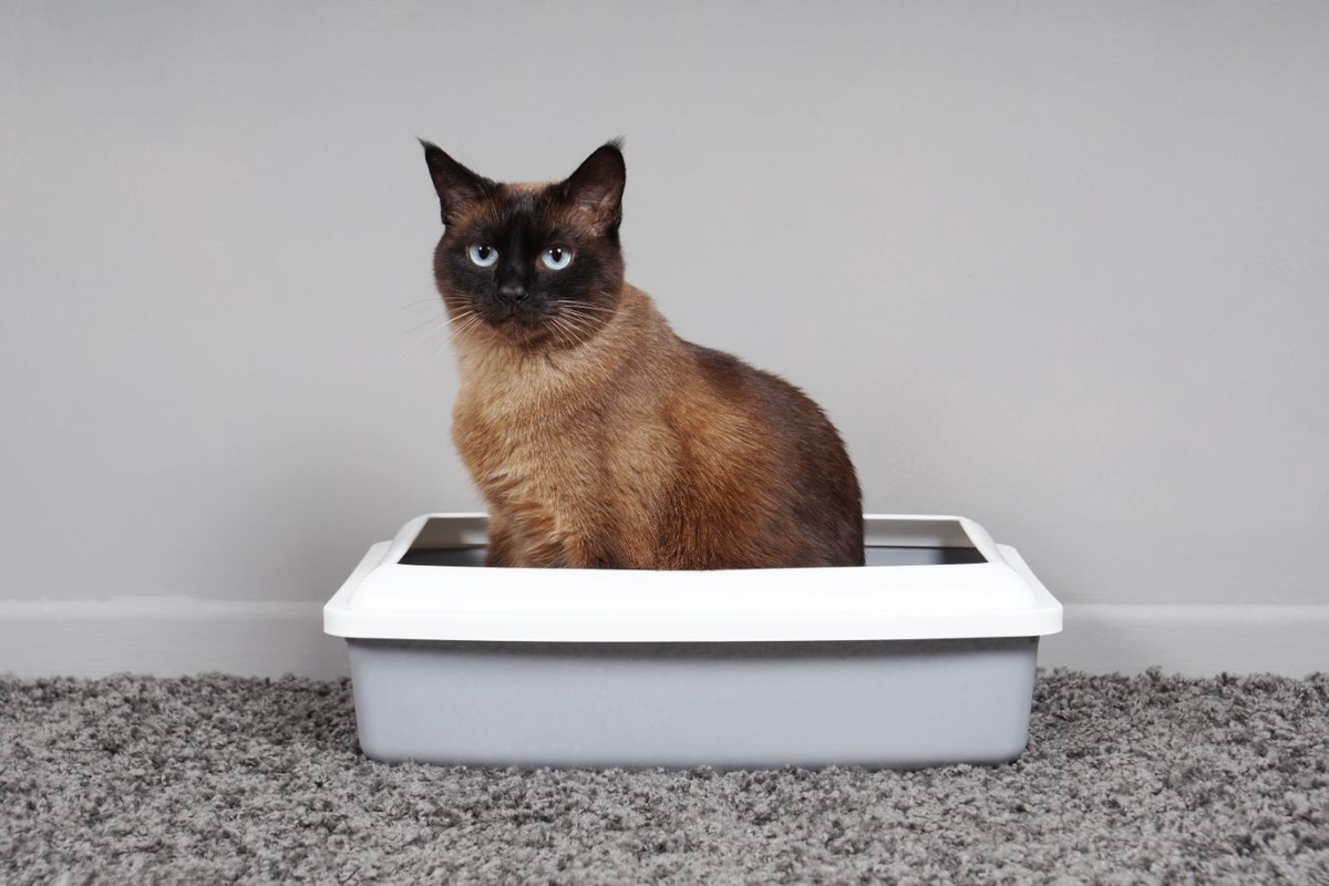 How To Introduce Your Cat To A New Litter Box
