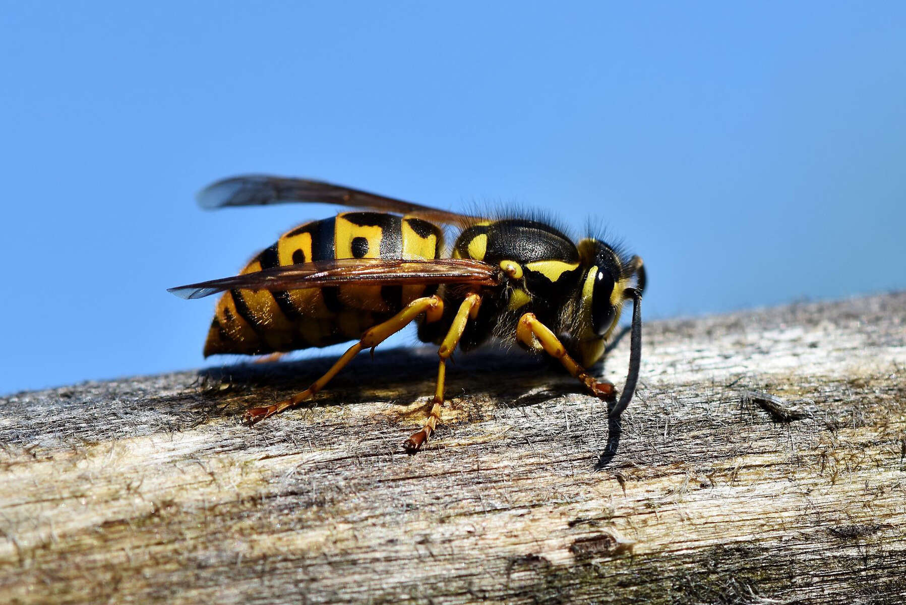 How To Keep Away Yellow Jackets