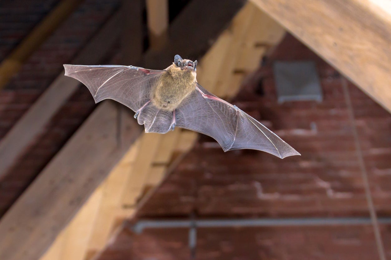 How To Keep Bats Away From Eaves