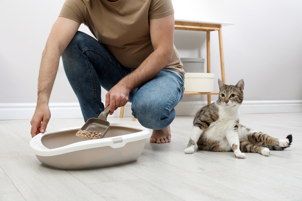 How To Keep Cat Pee From Sticking To A Litter Box