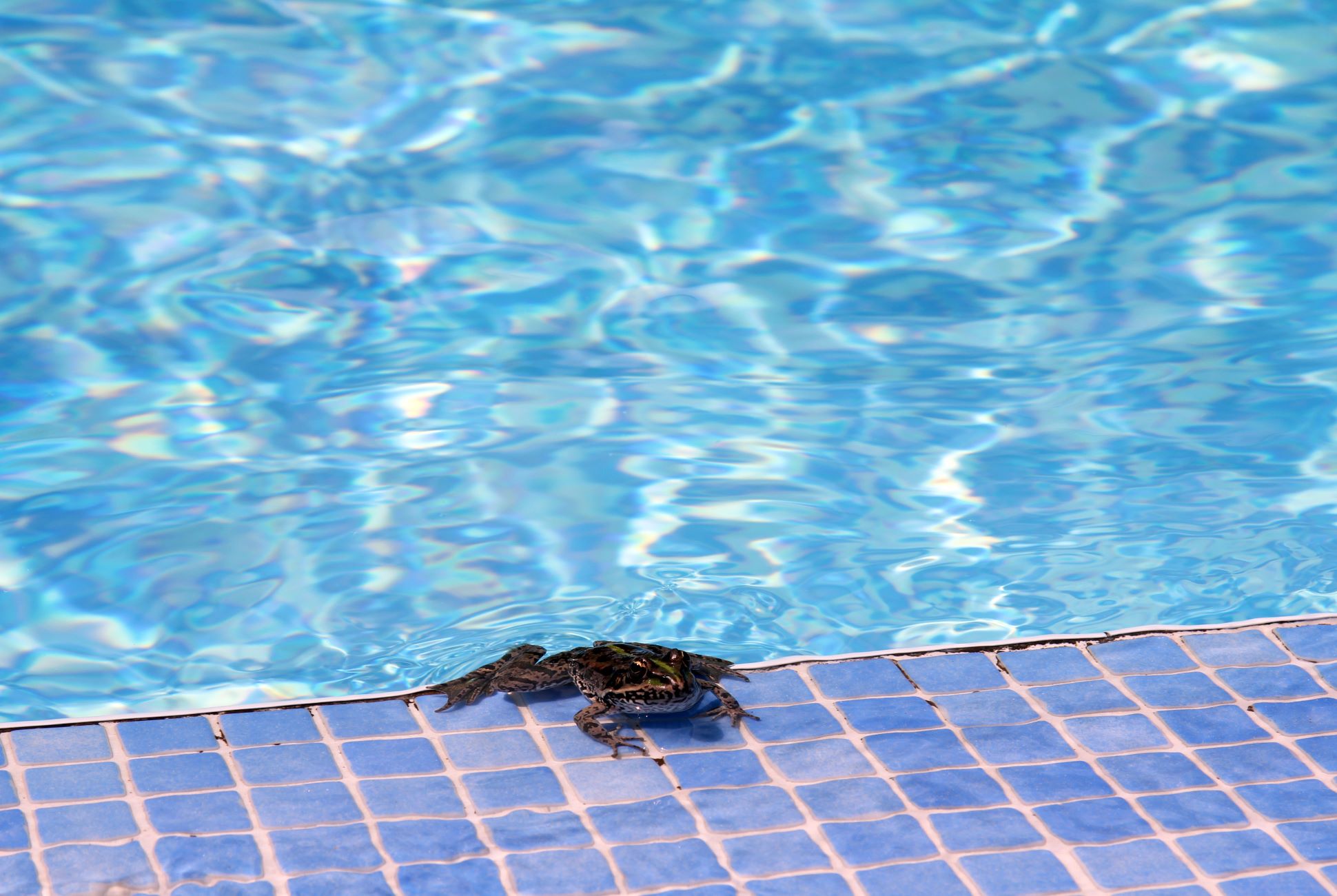 How To Keep Frogs Out Of Your Swimming Pool