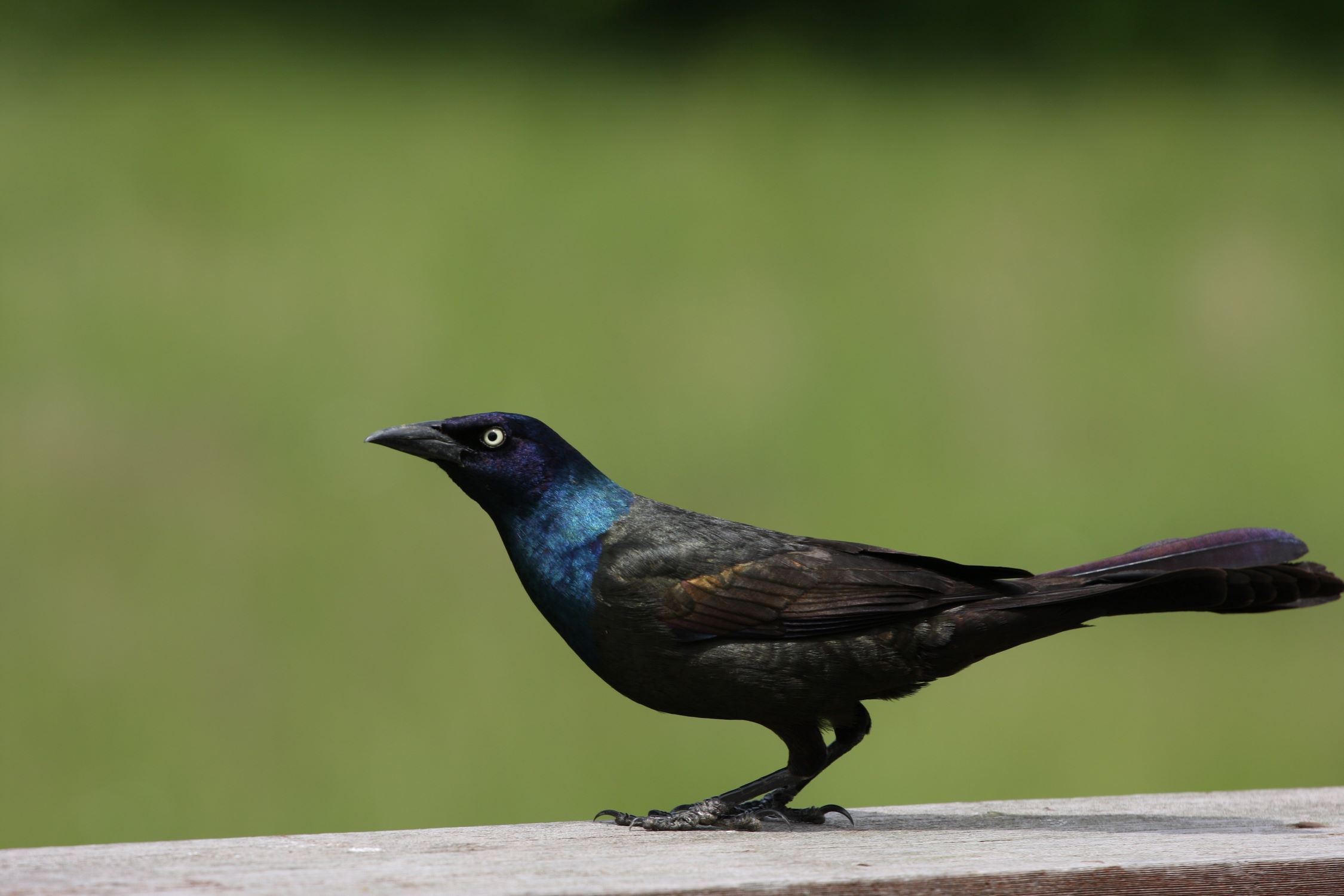 How To Keep Grackles Away From A Swimming Pool