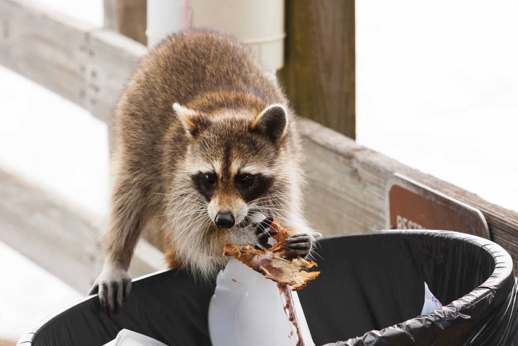 How To Keep Raccoons Out Of Trash Bags