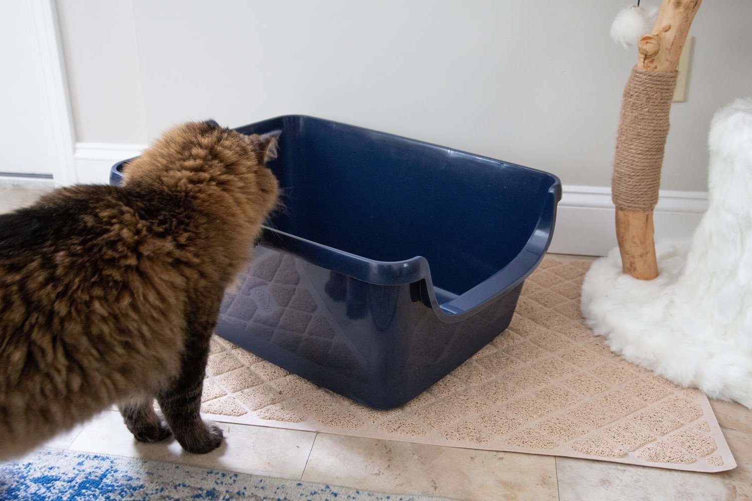 How To Keep The Litter Box Clean