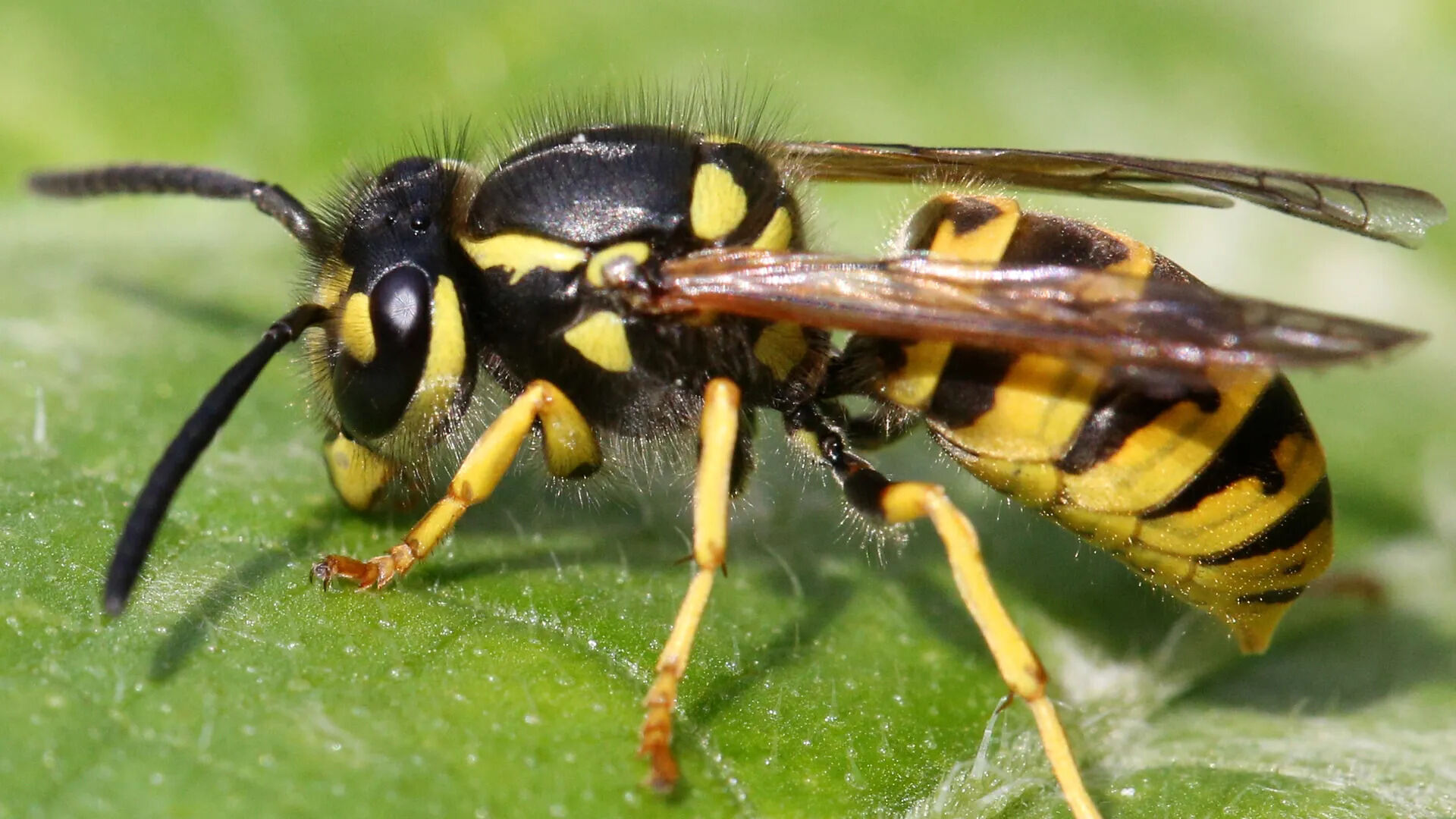 How To Keep Wasps And Yellow Jackets Away