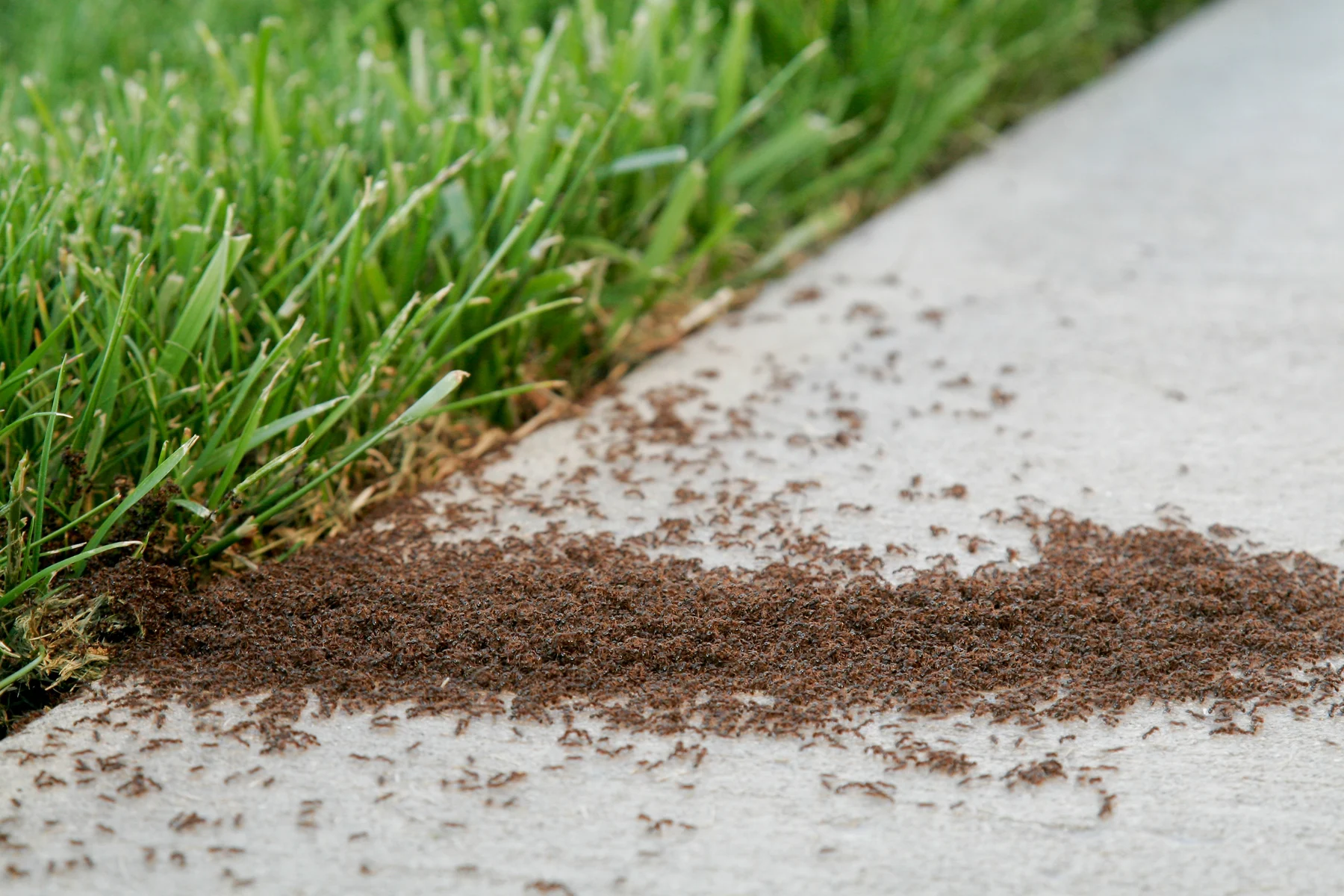 How To Kill Outdoor Ants
