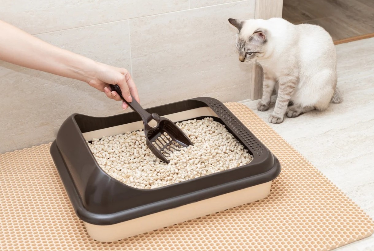 How To Make A Litter Box For Cats