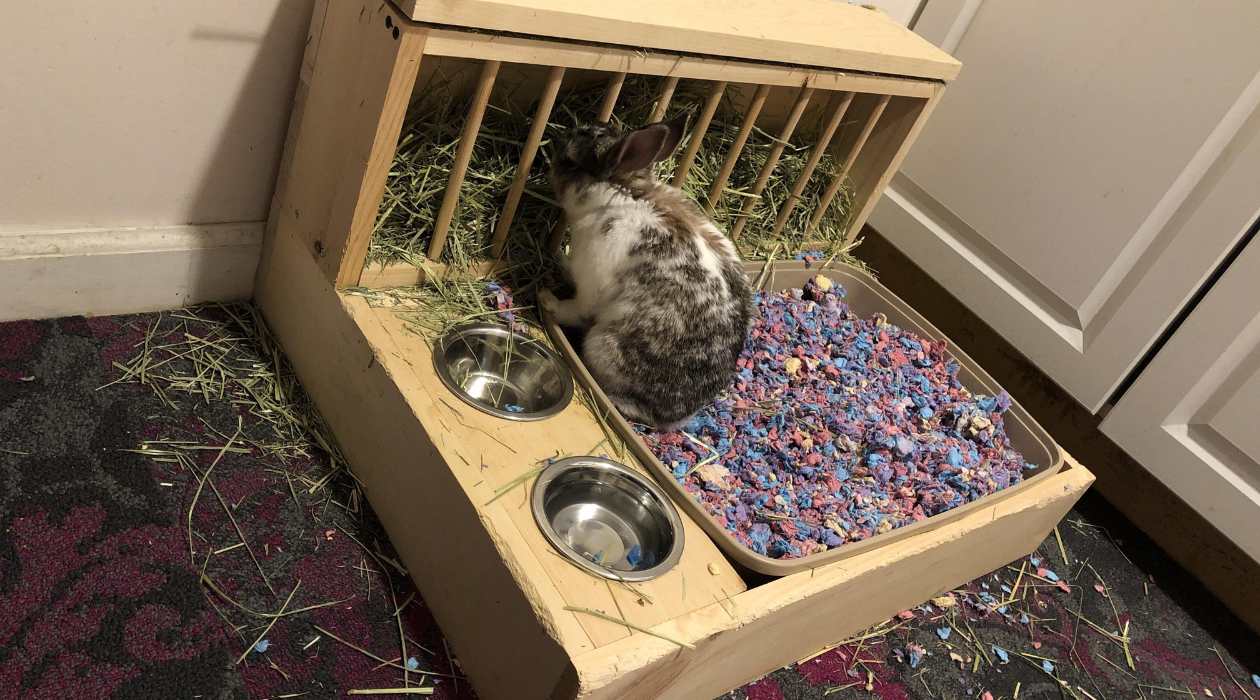 How To Make A Rabbit Litter Box Not Smell
