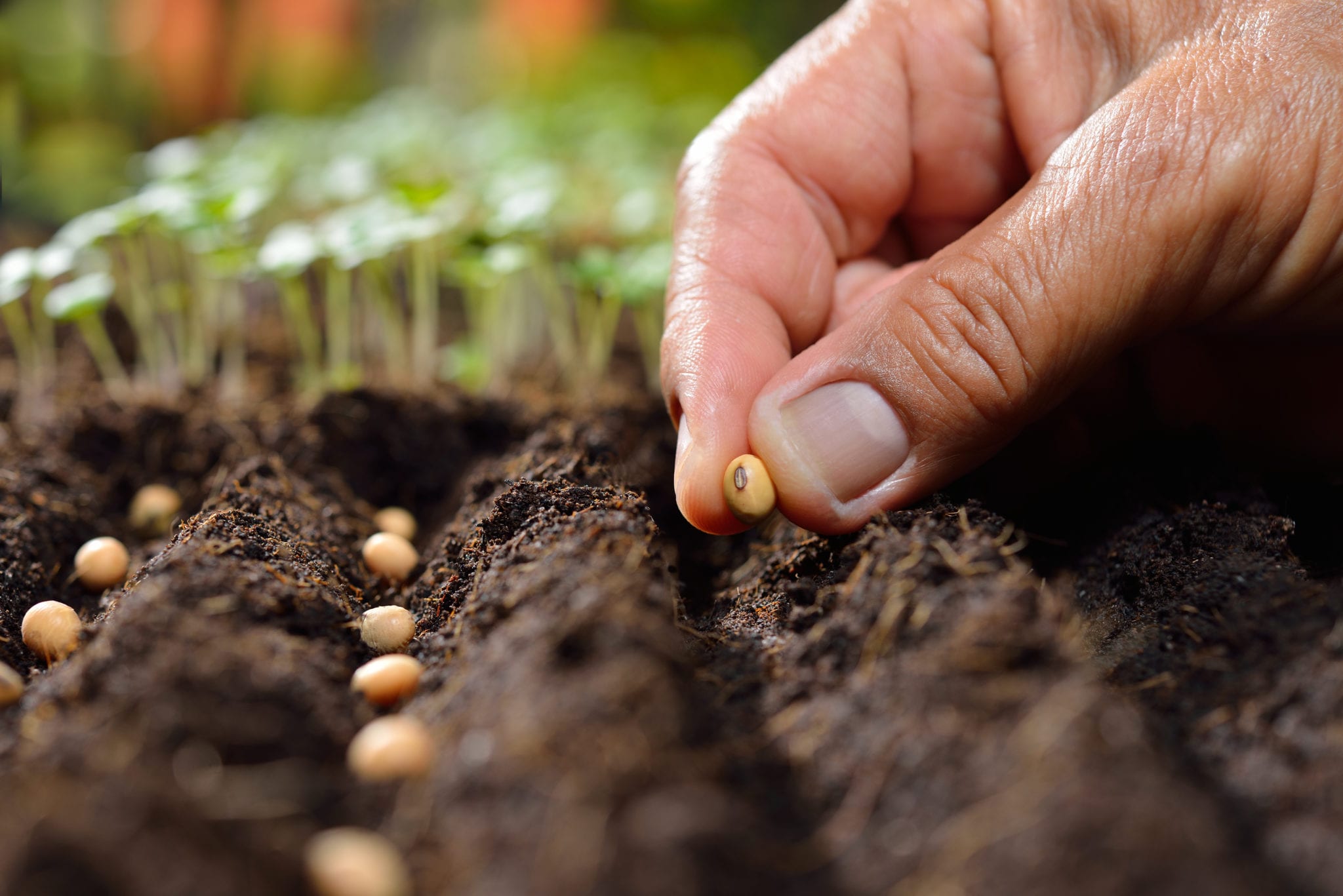 How To Plant Grass Seed In Colorado